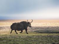 PG国际-西城雪豹队鏖战燕山暴熊队，网球小组赛失利，核心复出即建功。韧性比赛的样板(雪豹兵败拜城)