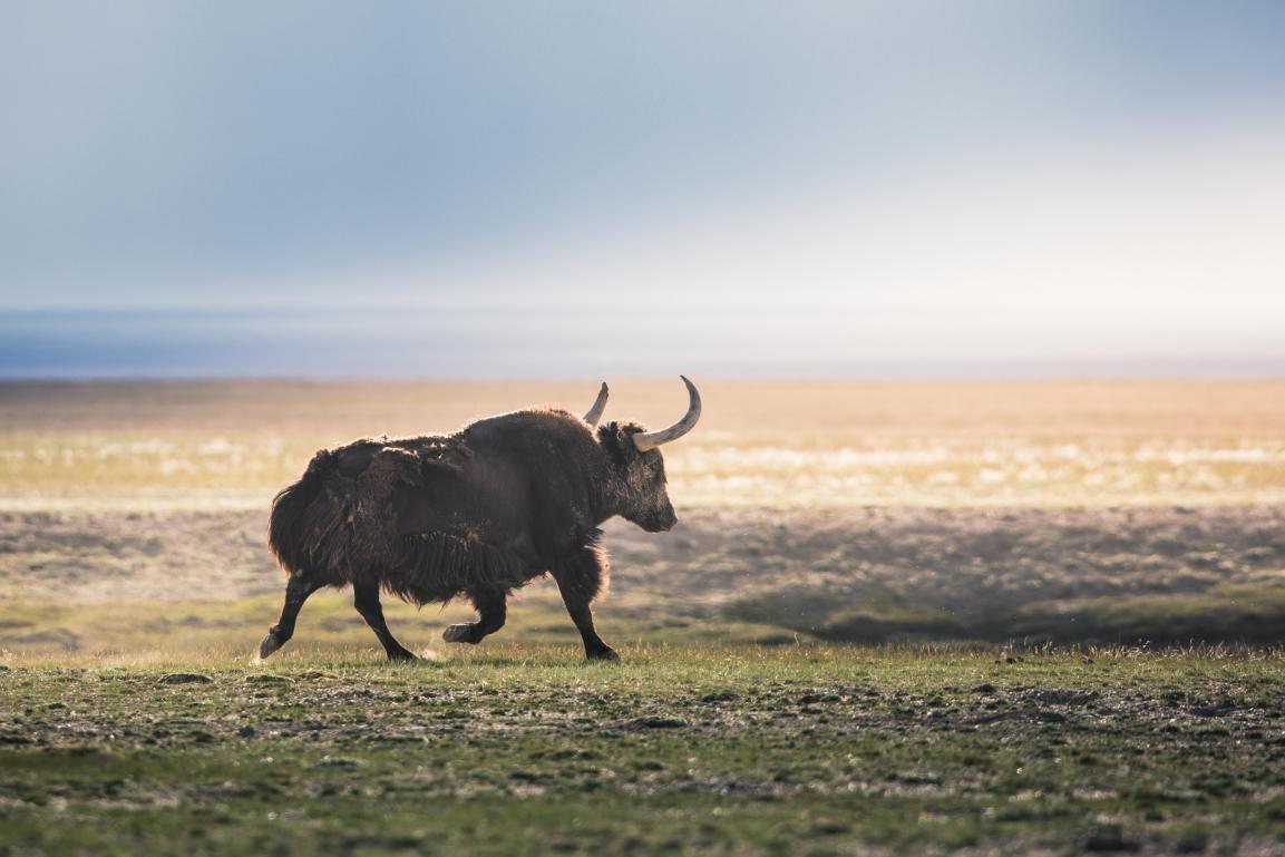 PG国际-西城雪豹队鏖战燕山暴熊队，网球小组赛失利，核心复出即建功。韧性比赛的样板(雪豹兵败拜城)